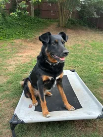 Pet Photo